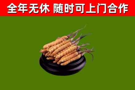 山东省回收散虫草