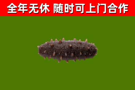山东省回收海参干